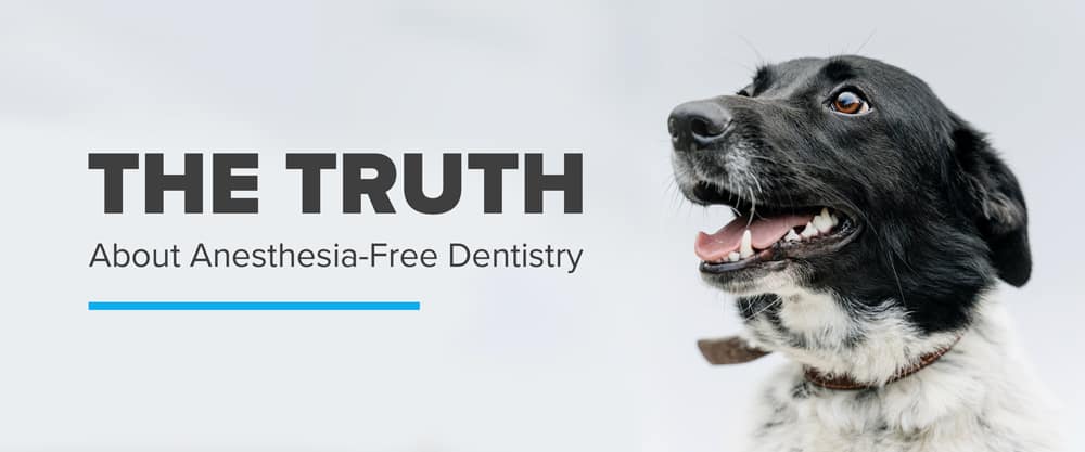 Anesthesia Free Dentistry