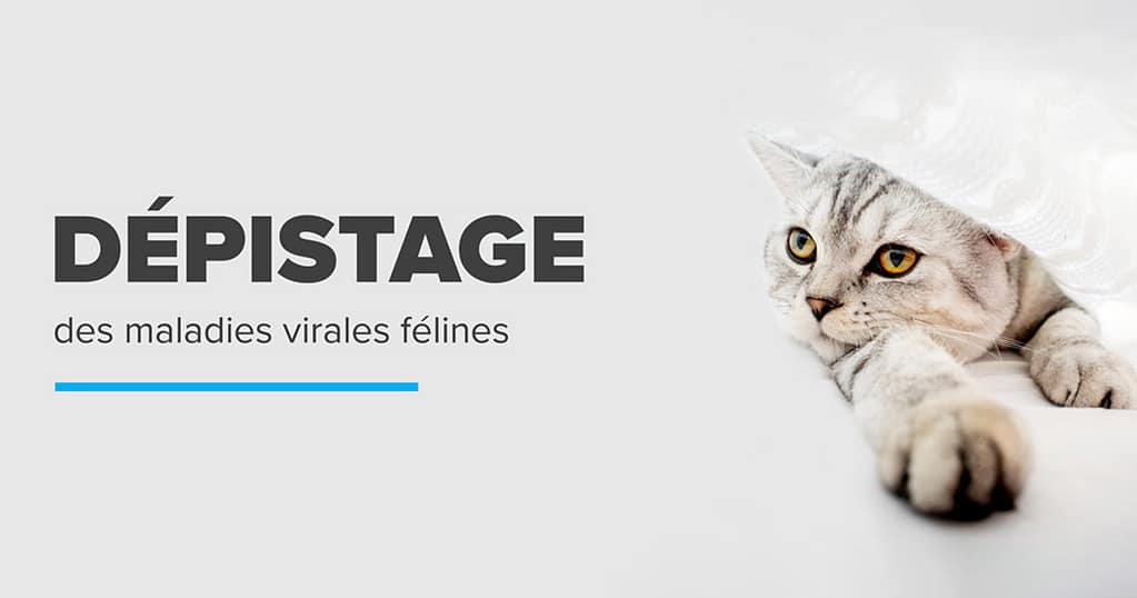 Dépistage des maladies félines