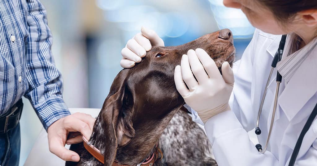 Dog Allergy Testing Blood vs Skin Key Differences and Recommendations