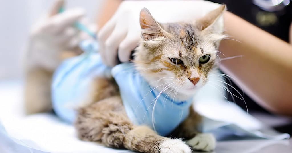 Feline Panleukopenia