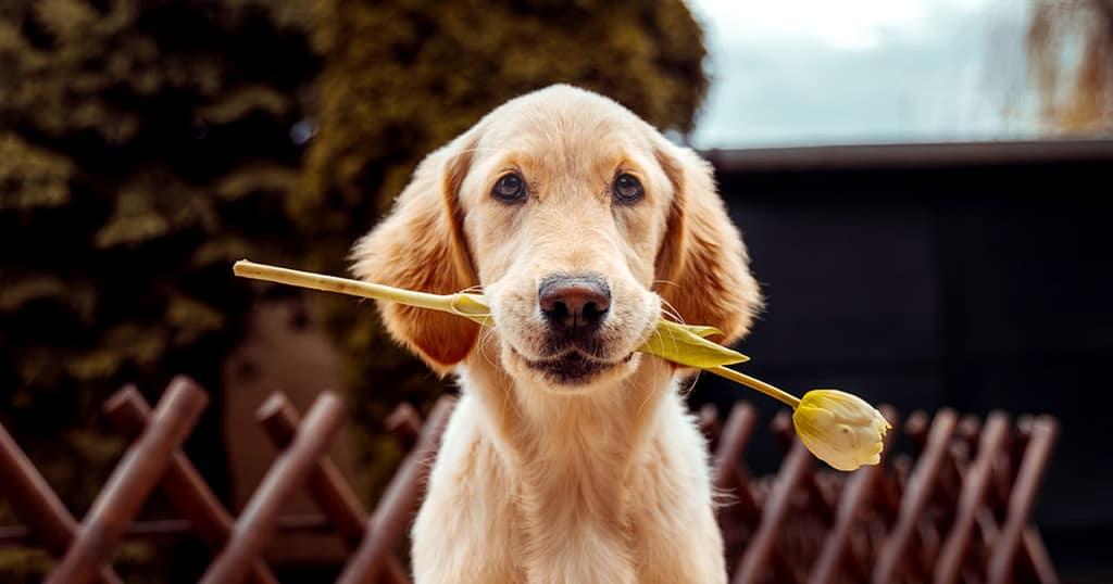 a dog holding a flower in its mouth