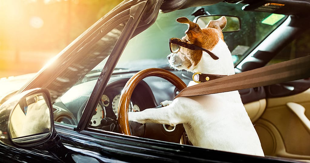 Mobile Veterinary Care