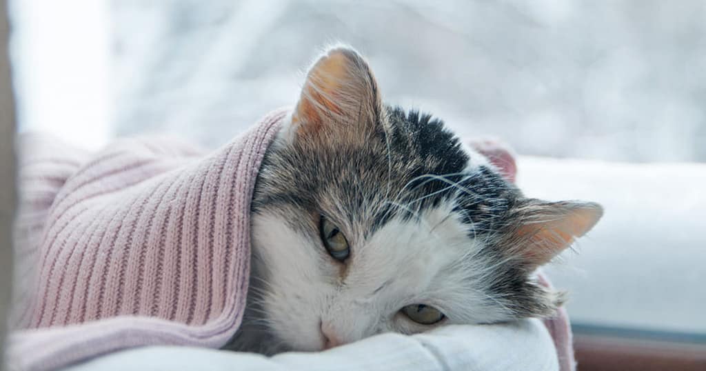 Percentage of Dogs and Cats that suffer from hypothermia after anesthesia