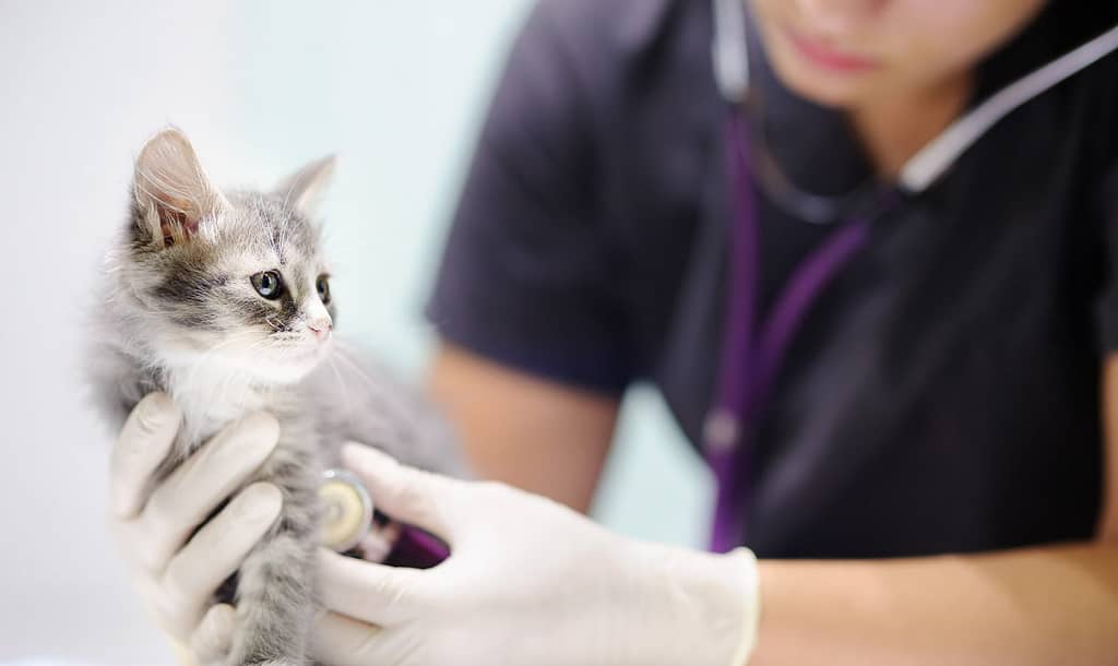 Feline Anesthesia: Protocol, Side Effects and Complications - Dispomed