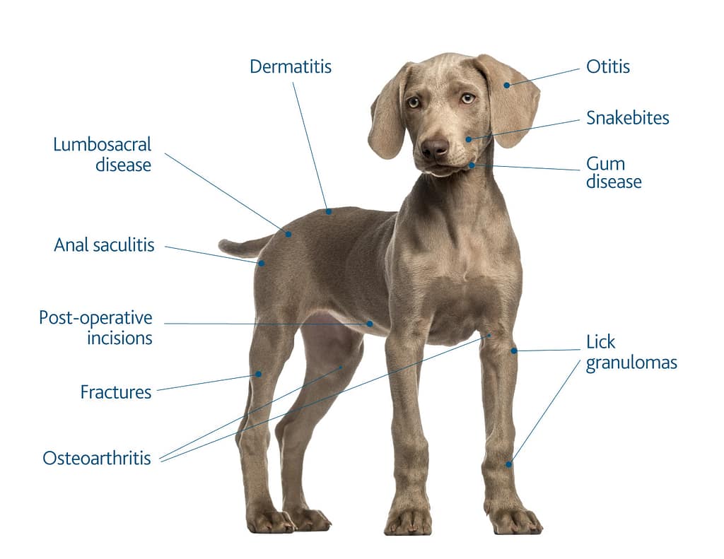 Veterinary Laser Therapy - Multi Radiance