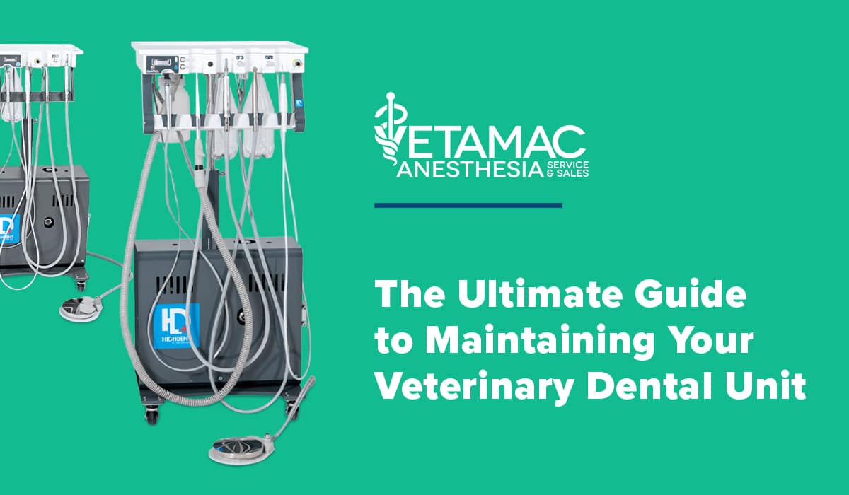 Dental Maintenance Guide