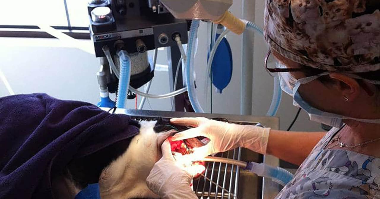 Risk Factors in Small Animals