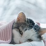 Saviez-vous que 96,7% des chats et 83,6% des chiens souffrent d’hypothermie ?