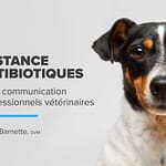 La résistance aux antibiotiques : Stratégies de communication pour les professionnels vétérinaires