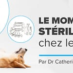 Le moment de stérilisation chez les chiens : peser le pour et le contre par Dre Catherine Barnette, DMV