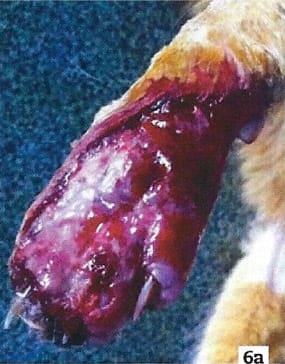 Therapeutic Laser Cutane 1