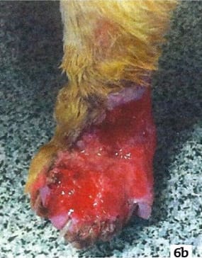 Therapeutic Laser Cutane 2