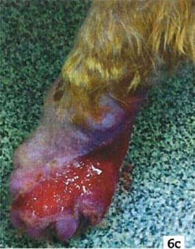 Therapeutic Laser Cutane 3