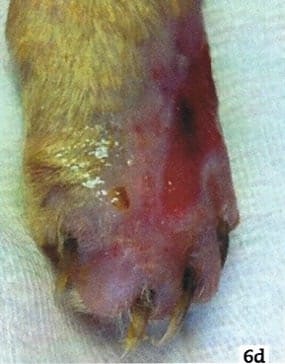 Therapeutic Laser Cutane 4