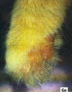 Therapeutic Laser Cutane 5