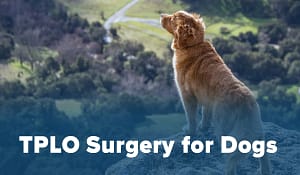 TPLO Surgery in Dogs