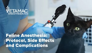 Feline Anesthesia Protocol