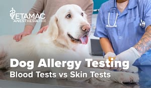 Dog Allergy Testing