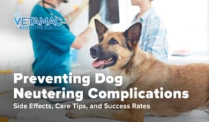 Avoiding dog neutering complications