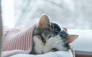 Saviez-vous que 96,7% des chats et 83,6% des chiens souffrent d’hypothermie ?