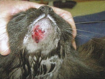 Laser Therapeutic Felin 1