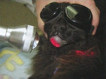 Laser Therapeutic Felin 2