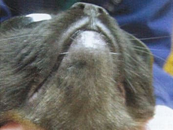 Laser Therapeutic Felin 3