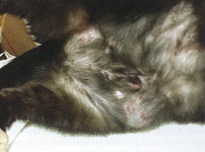 Allergic dermatitis Before