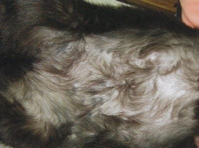 Allergic dermatitis After