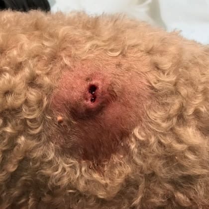 Anal gland abscess 1