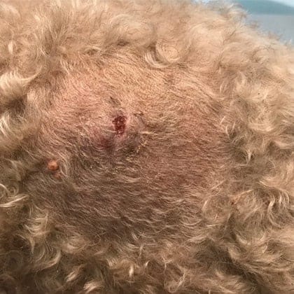 Anal gland abscess 2