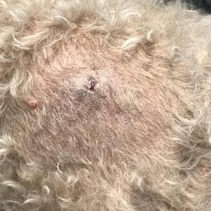 Anal gland abscess 3