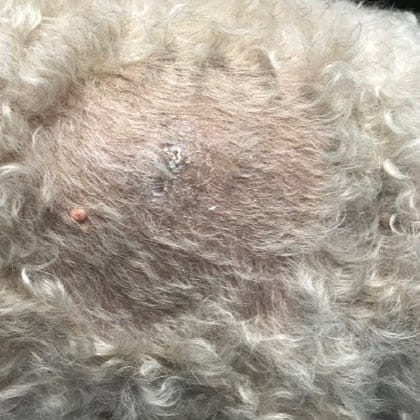 Anal gland abscess 4