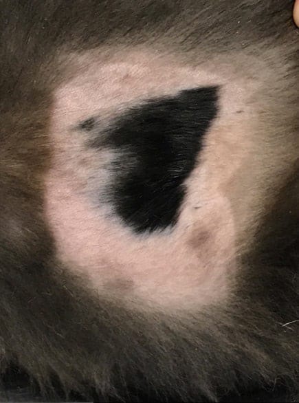 Allergic dermatitis After