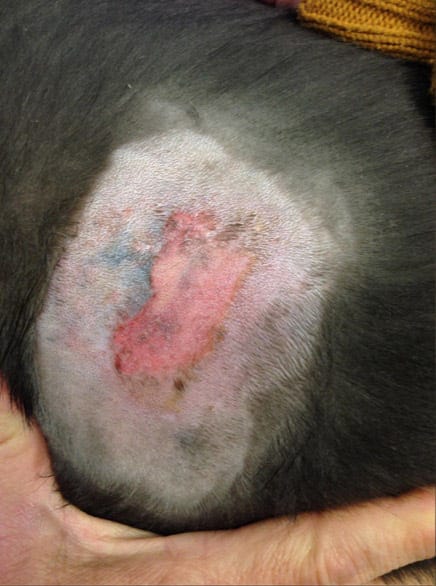 Allergic dermatitis Before