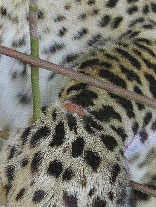 Lick Granuloma After