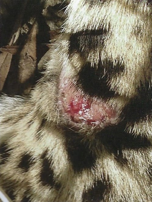 Lick Granuloma Before