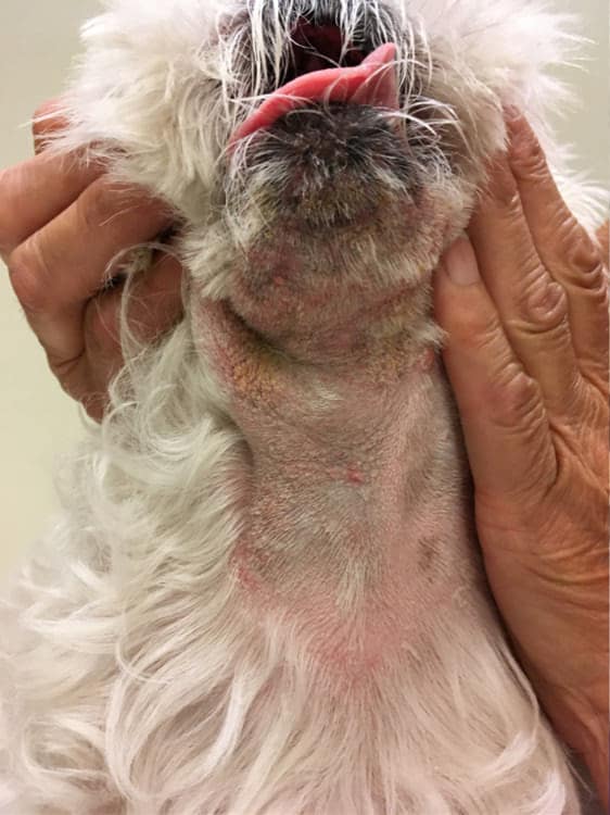 Methicillin resistant bacterial dermatitis