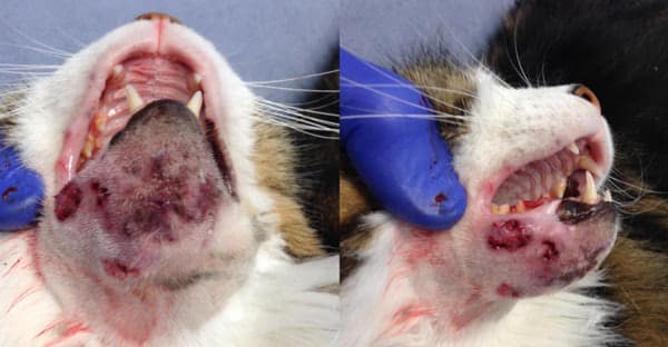 Feline Acnea 1