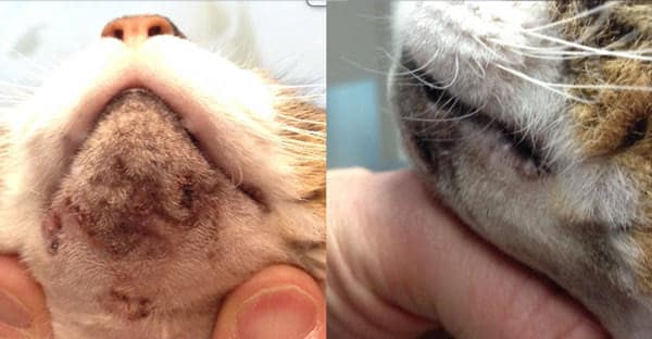 Feline Acnea 2