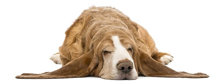 what are the risks of anesthesia in dogs