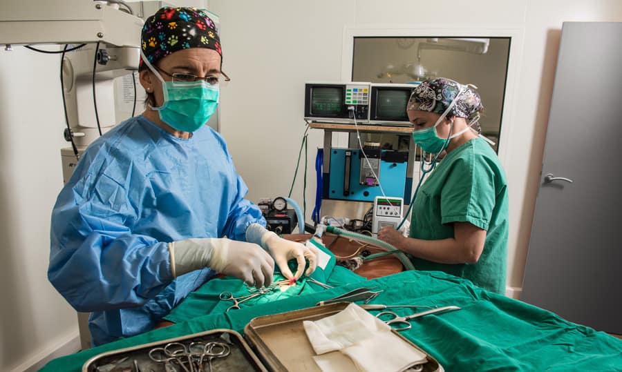 Veterinary Anesthesia Monitoring