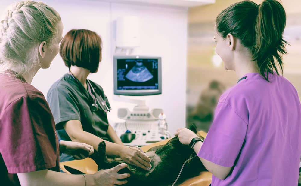 Veterinary Diagnostic Imaging Techniques, Training & Employment