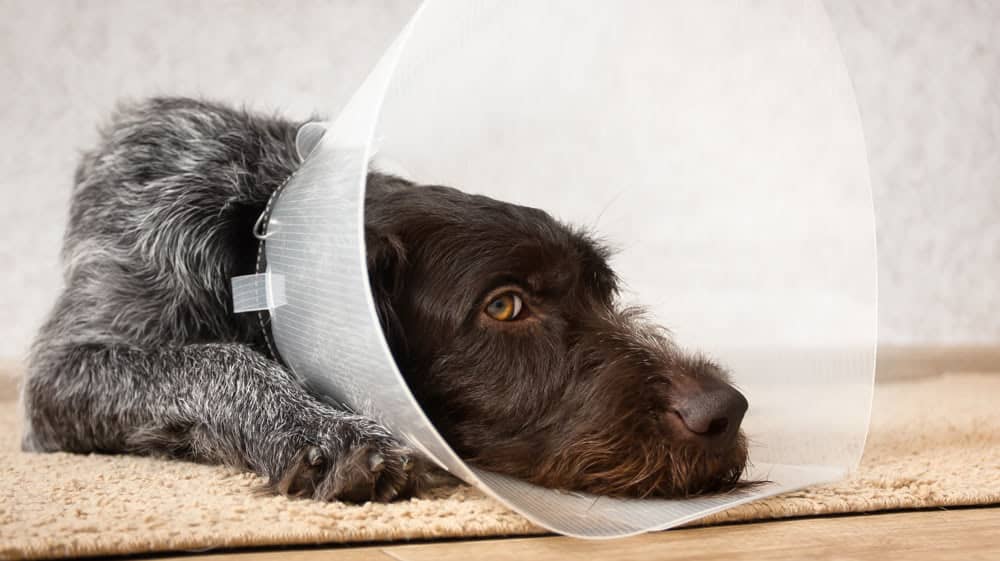 what are the side effects of anesthesia in dogs