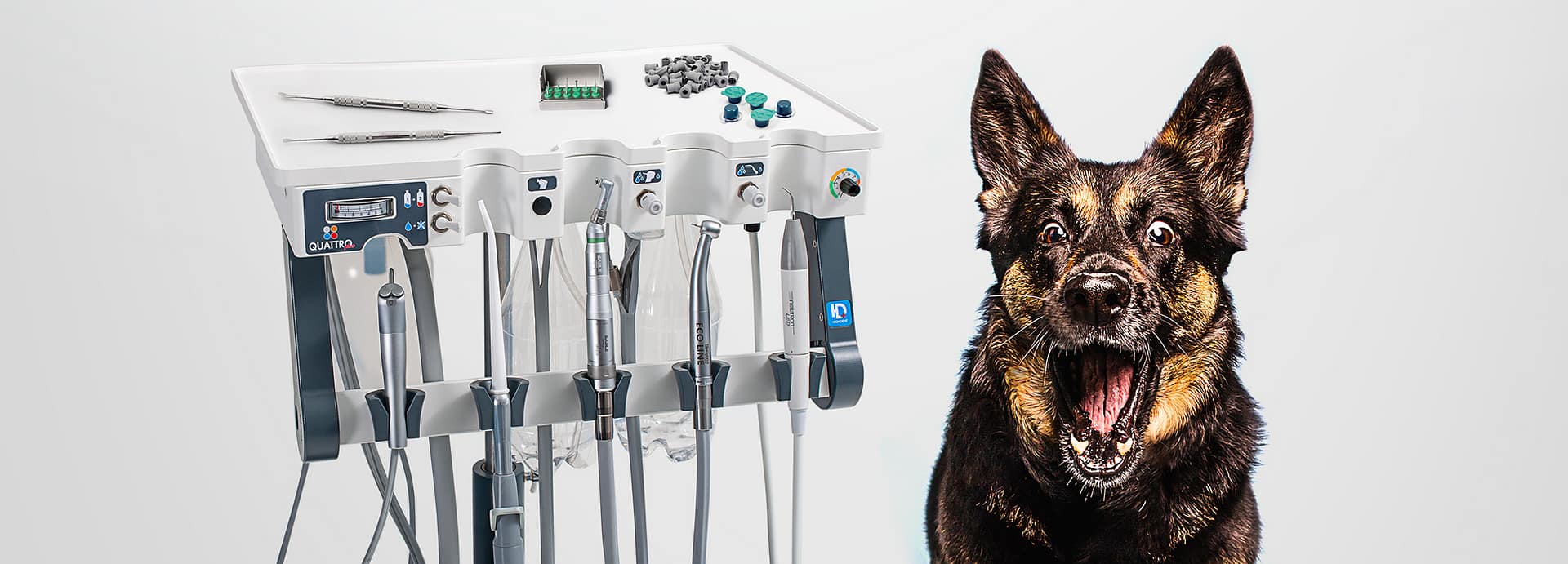 10 Steps to be Ready for Pet Dental Health Month Dispomed